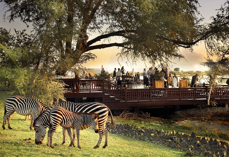 Zebra sighting at Royal Livingstoneby Anantara