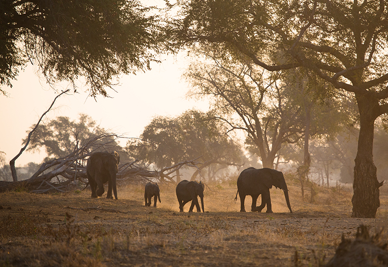 Hidden gems of Zimbabwe - Elephants in South Gonarezhou National Park