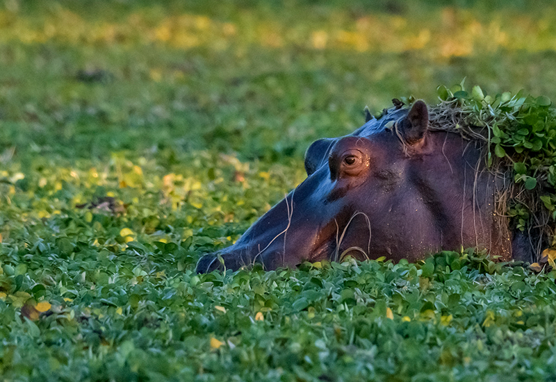 Hippo in Mana Pools National Park