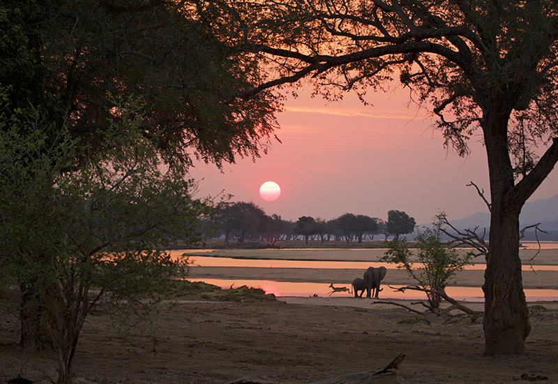 Walking Safaris in Mana Pools at sunset