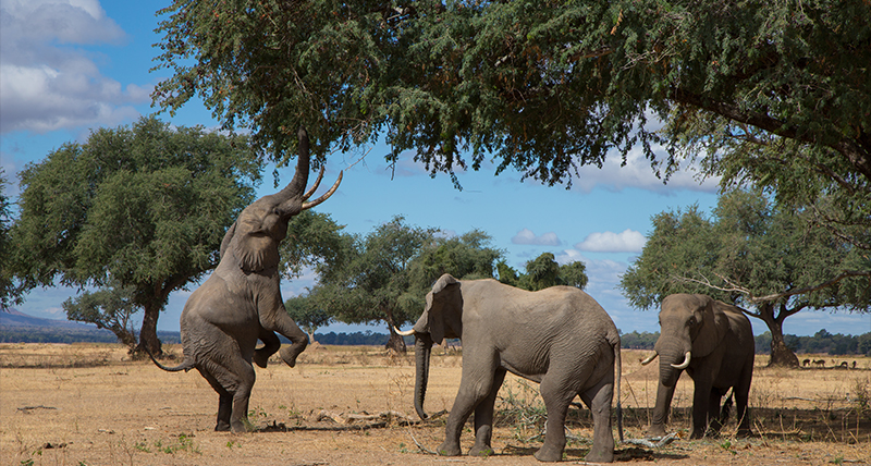 Elephants in Mana Pools - Safari in Zimbabwe 