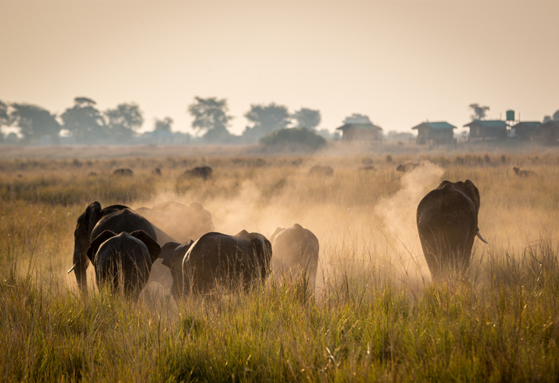 Chobe Elephant herds 