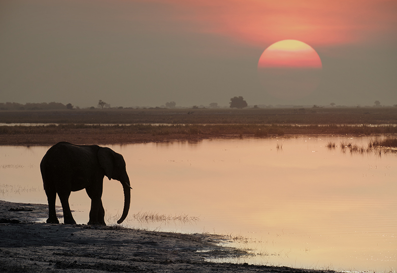 Elephant in Hwange National Park at sunset.