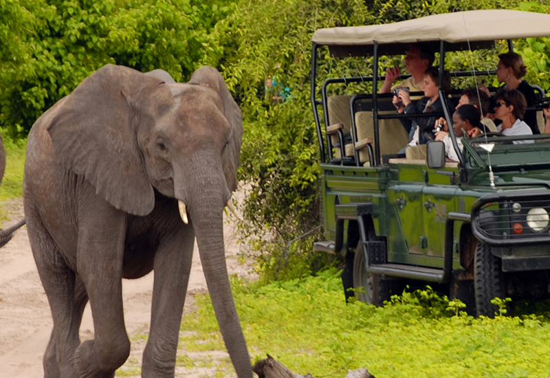 Elephant sighting on game drive in the Kruger National Park 