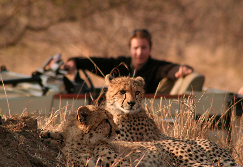 Cheetah sighting at Tintswalo Safari Lodge - South Africa Safari Tours