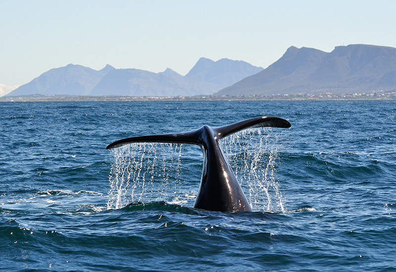 whale sighting in Hermanus