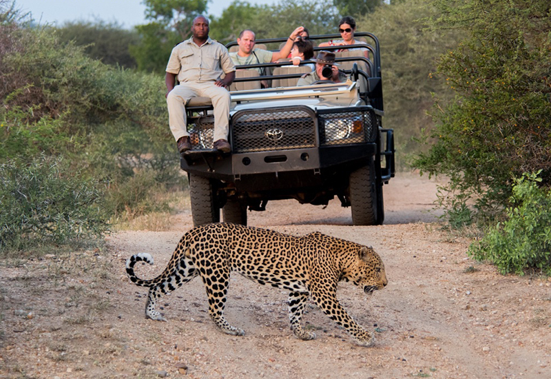 leopard sighting at Kapama Private Game Reserve