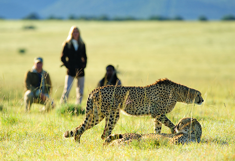 cheetahs at Shamwari Game Reserve - family friendly safaris