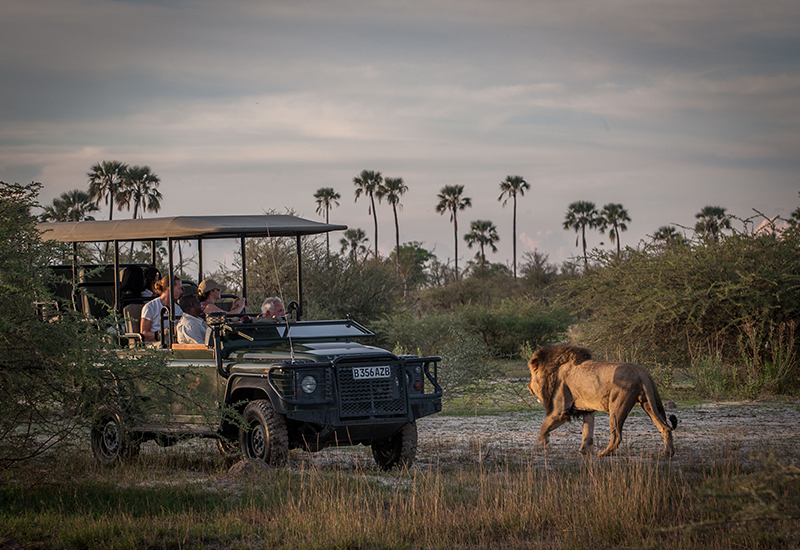 Game drive and lion sighting at Chitabe Camp - Okavango Delta Lodges