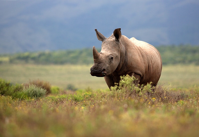 white rhino in kruger national park