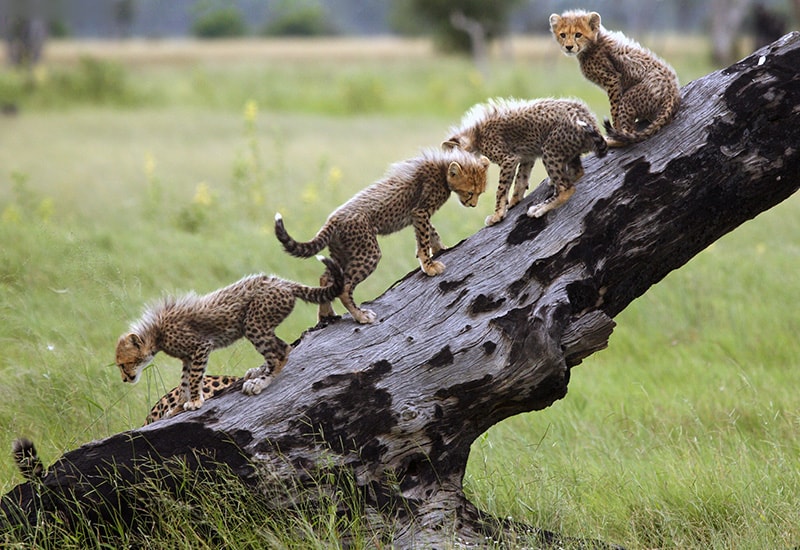 cheetah cubs on a safari