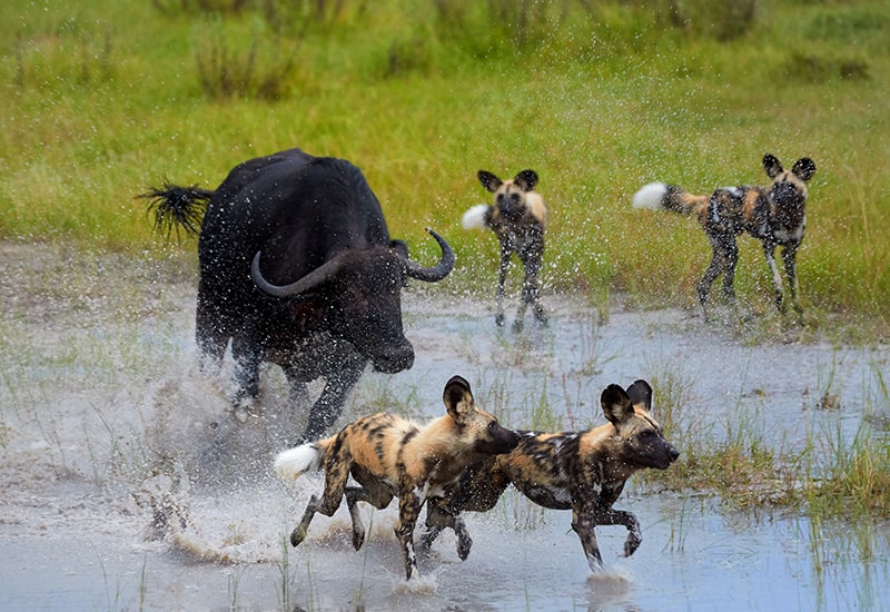 buffalo chasing wild dog okavango delta