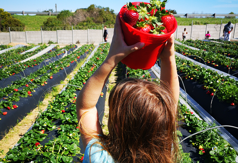 Strawberry picking in Stellenbosch - family friendly things to do in cape town