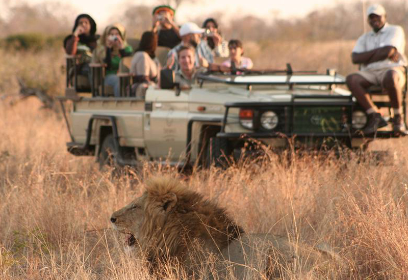 Lion sighting at Tintswalo Safari Lodge