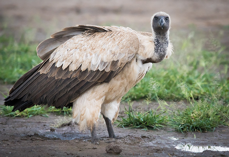 Vulture Culture at Victoria Falls Safari Lodge in Zimbabwe
