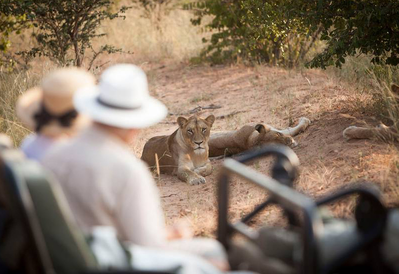 Lions in Kapama Game Reserve on safari