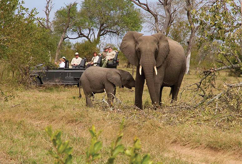 Elephants on game drive with Dulini Lodge