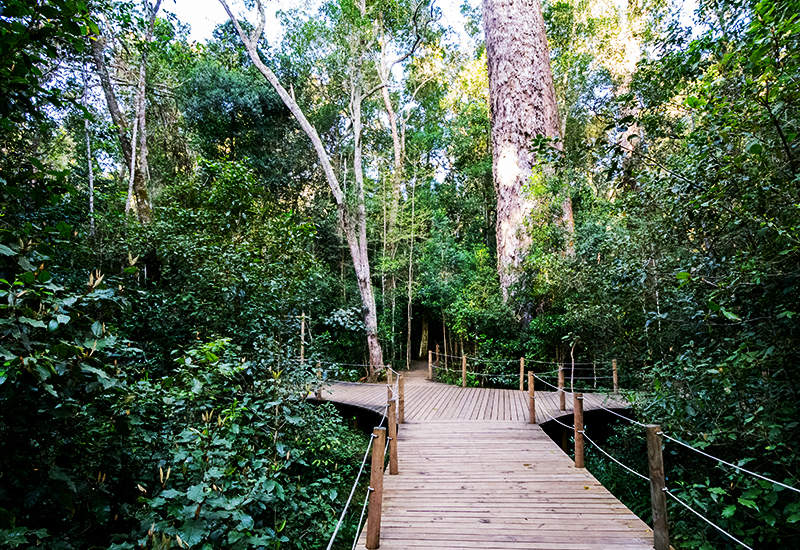 a walkway through tsitsikamma forest in south africa