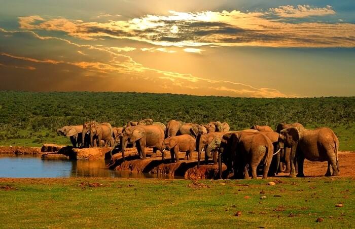 Addo Elephant National Park | Southern African Safari Routes