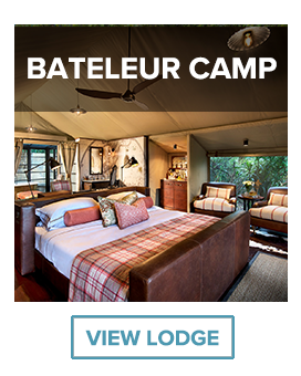 bateleur camp room