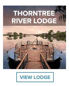 thorntree river lodge sundowner jetty