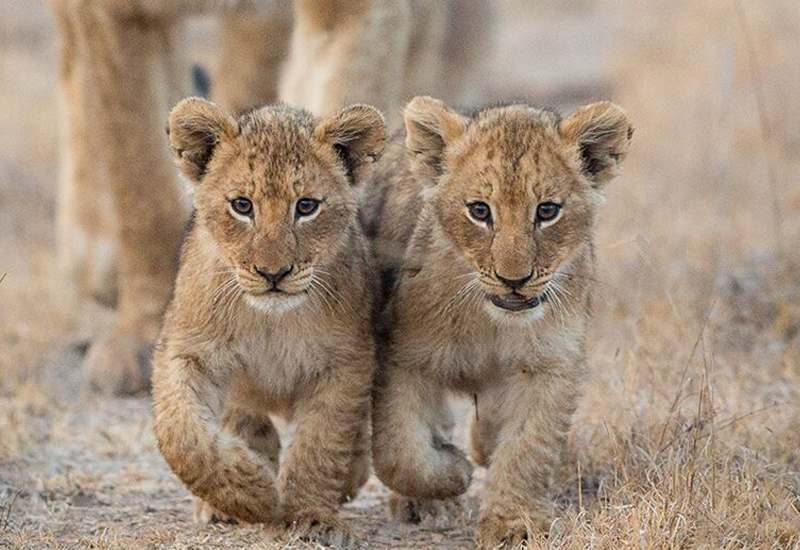 mala mala lion cubs