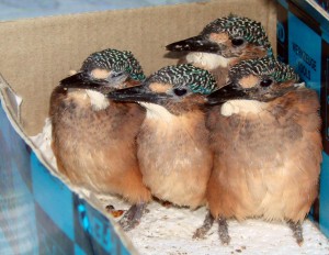 the kingfishers at home in their box