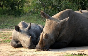 Resting Rhino's