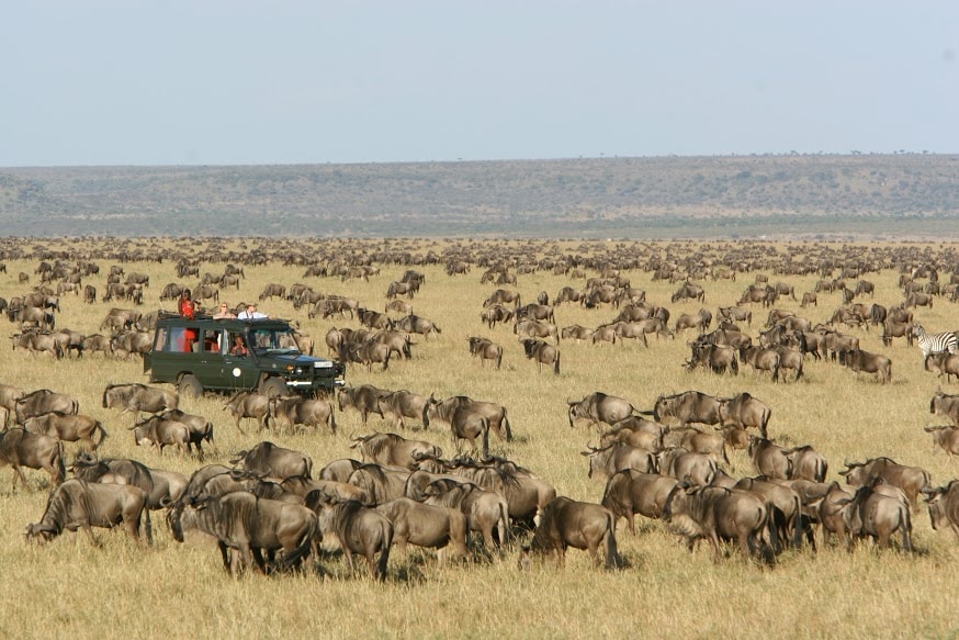 safari vehicle in wildebeest migration