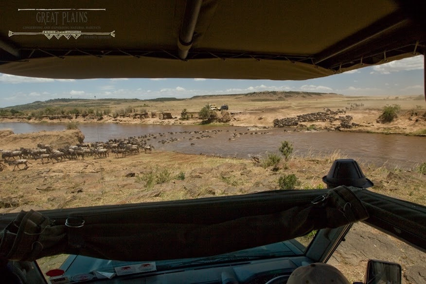 wildebeest migration from game drive vehicle