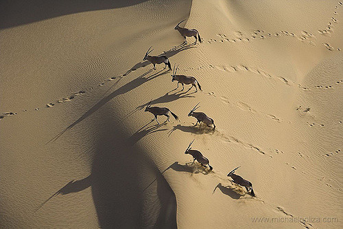 Animals in Namibia