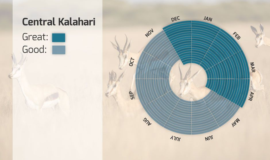 This infographic shows the best time to visit Central Kalahari