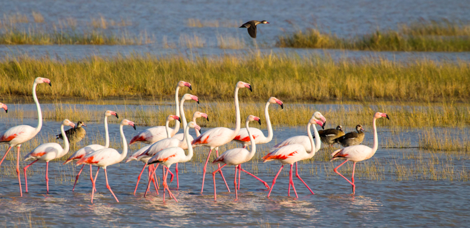 flamingos botswana