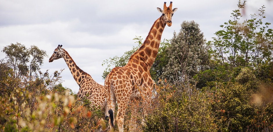 Two giraffe stand peacefully grazing in the Nairobi giraffe center