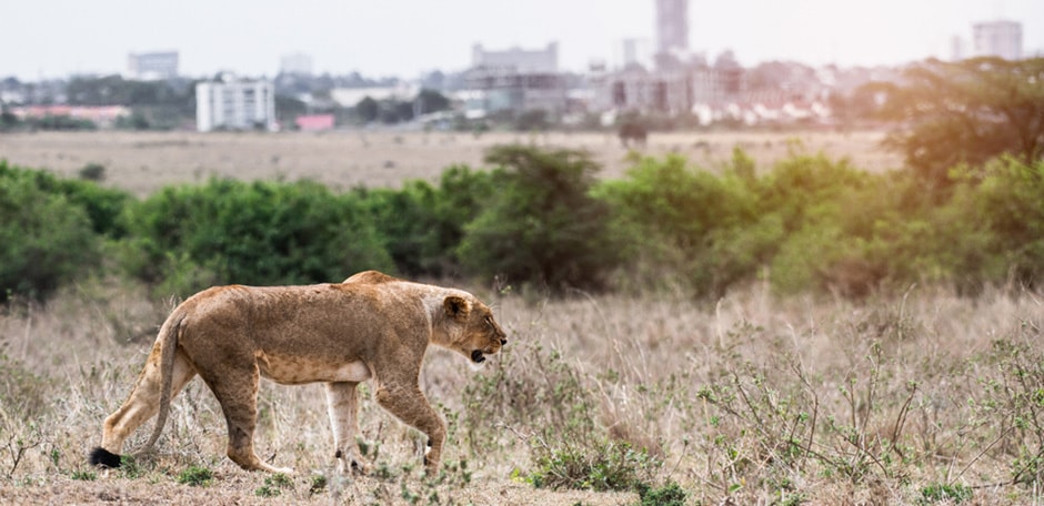 lioness walks through the nairobi national park