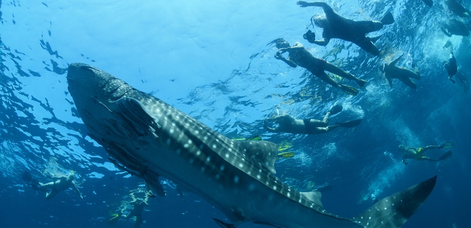 Snorkelers enjoy a sighting of a whale shark in Kenya