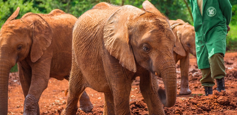Elephant calves play in the mud at the David Sheldrick ophanage