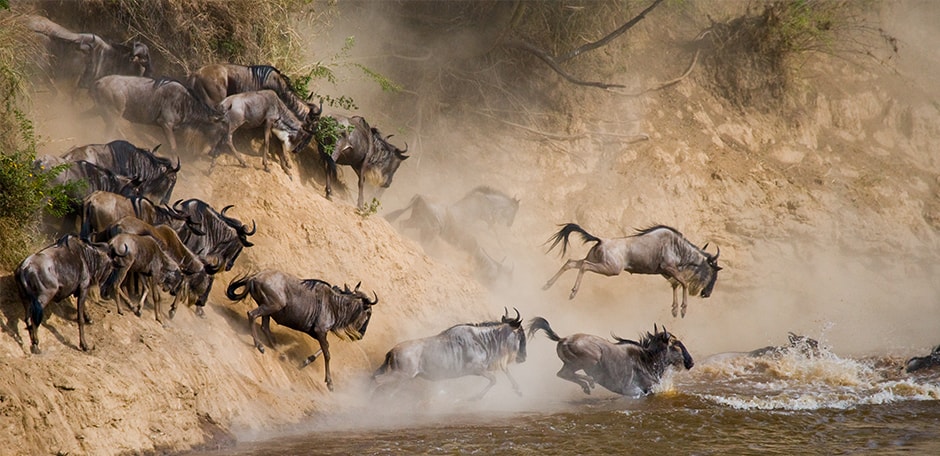Wildebeest cross a river in Tanzania's famous great migration