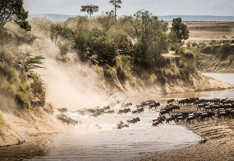 The Great Migration Path sees wildebeest cross the crocodile-infested Mara River.