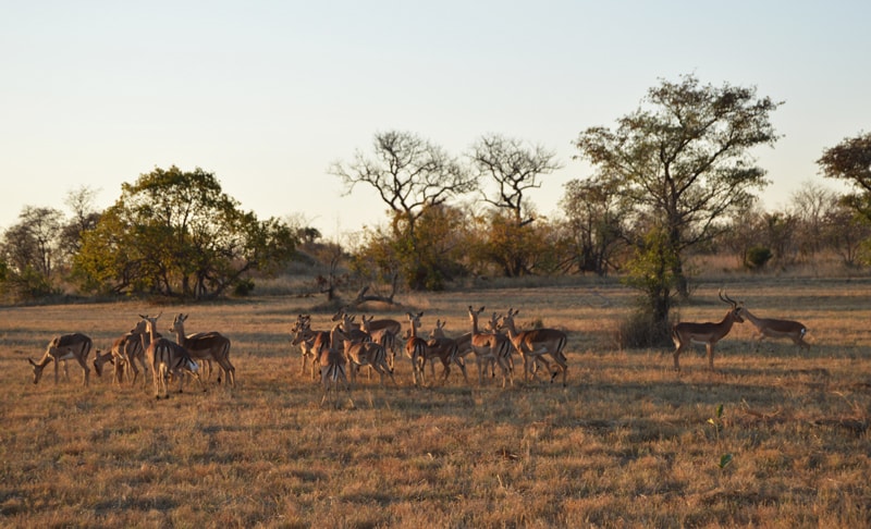 Sighting of a group of Springbok
