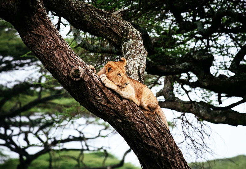 A lion sitting in a tree in the Serengeti