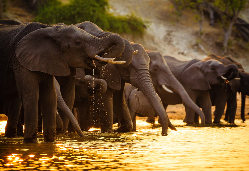 Herd of elephant drinking and bathing in the Chobe River