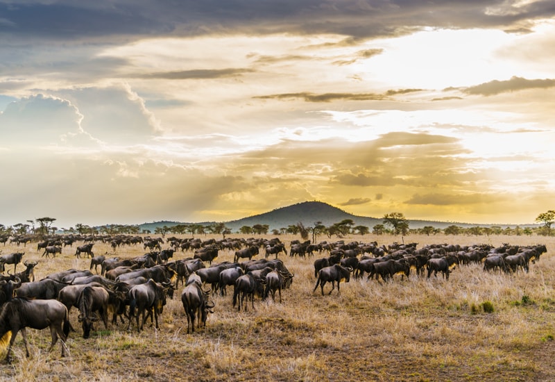 The Wildebeest Migration gathered in the Serengeti, Tanzania
