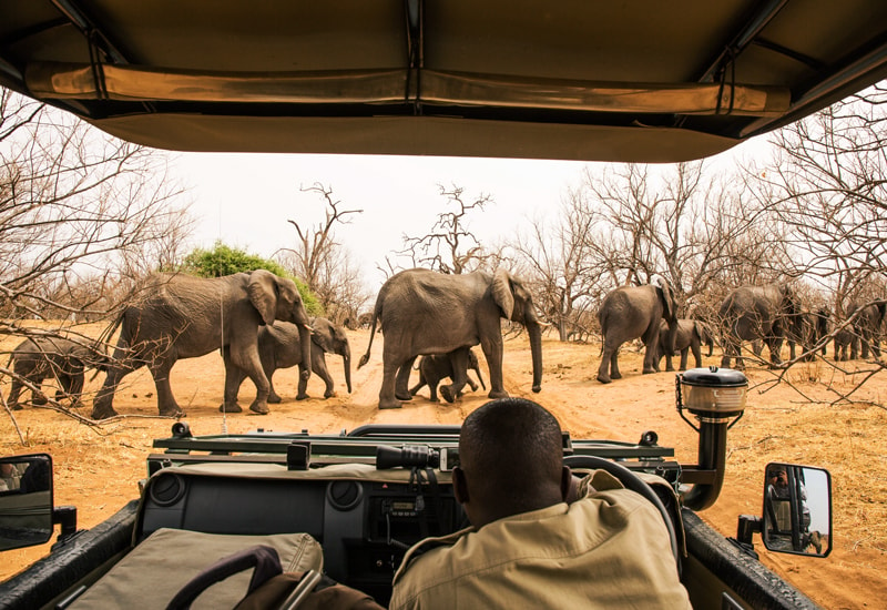Large herds of elephants can be seen in Chobe National Park