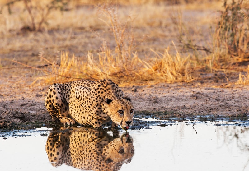 A cheetah drinking from a waterhole in the Central Kalahari