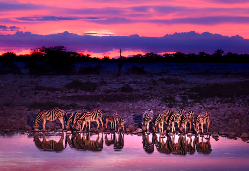A herd of zebra drinking from a waterhole as the sun sets
