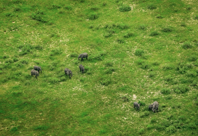 Elephant herd grazing the green pastures