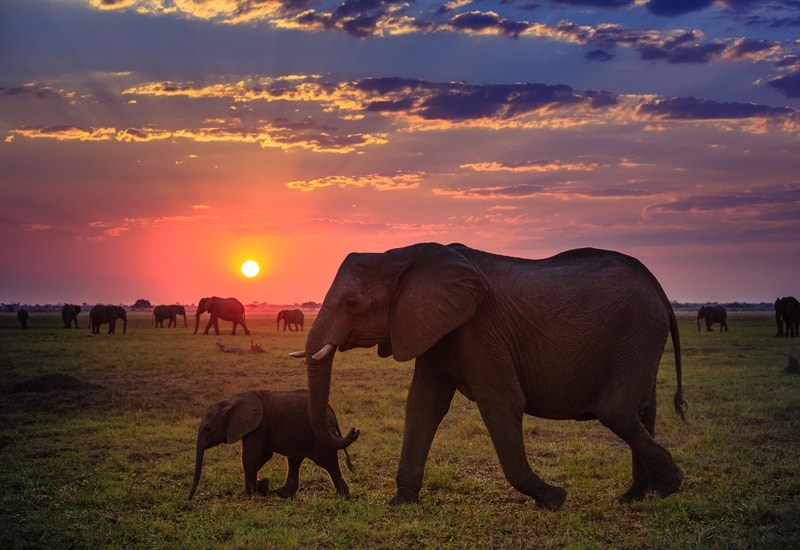 A herd of elephants and their young in the Okavango Delta at dawn