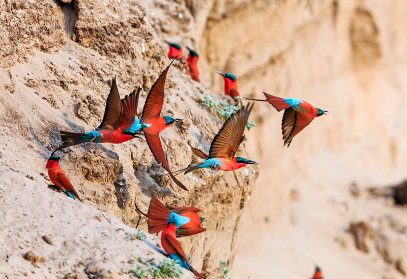 Carmine bee-eaters nesting in the Luangwa National Park 