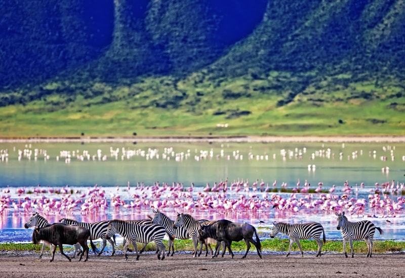 A variety of wildlife congregating in and around the Ngorongoro Crater